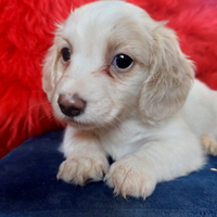 Bassottino a pelo lungo