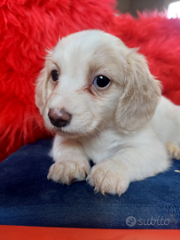 Bassottino a pelo lungo