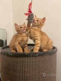 Gattini rossi adozione di coppia