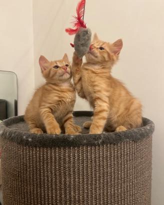 Gattini rossi adozione di coppia