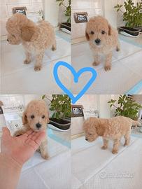 Maltipoo toy