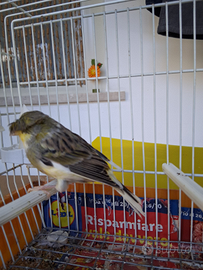 Canarini Gloster novelli