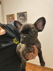 Bulldog francese
