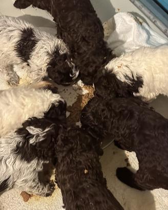 Lagotto Romagnolo