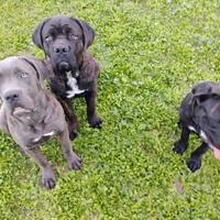 Cane corso