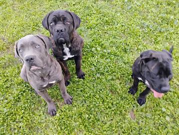 Cane corso