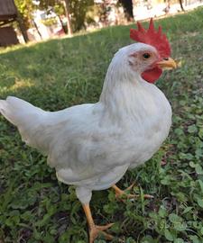 Galletti livornese bianchi