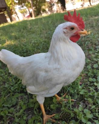 Galletti livornese bianchi