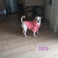 Cane chihuahua