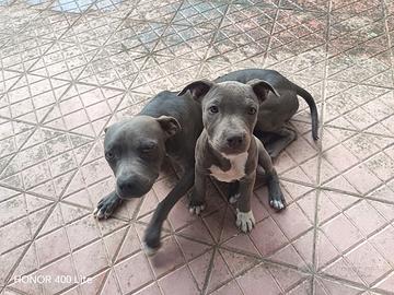 Cucciole di pittbull