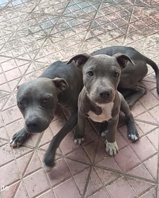 Cucciole di pittbull