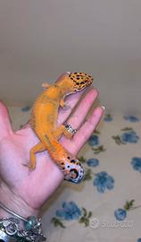 Geco leopardino