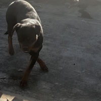 Rottweiler femmina originale
