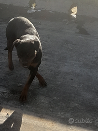 Rottweiler femmina originale