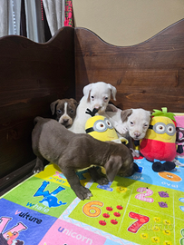 Amstaff maschi recupero spese