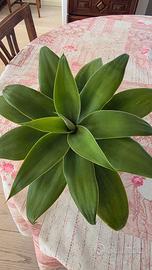 Agave attenuata adulta – Rosetta 30 cm – Vaso 15