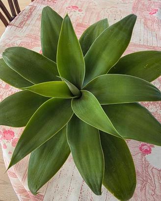 Agave attenuata adulta – Rosetta 30 cm – Vaso 15