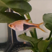 Rasbora heteromorpha