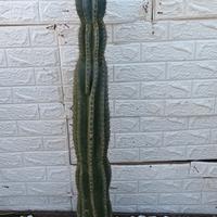 cactus cereus 