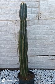 cactus cereus 