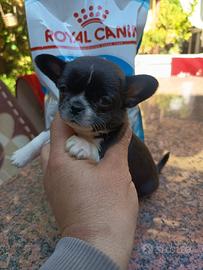 Cuccioli di Chihuahua