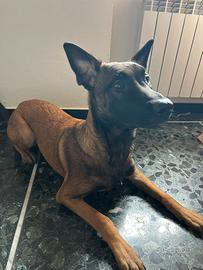 Dolce Cucciolo Di Pastore Belga 5 mesi