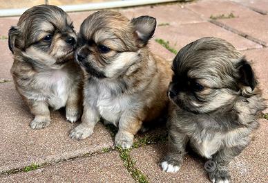 Chihuahua a pelo lungo