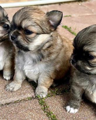 Chihuahua a pelo lungo