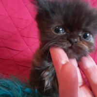Gattine femmine persiane cincillà