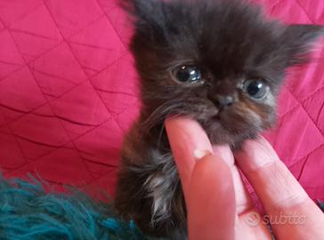 Gattine femmine persiane cincillà