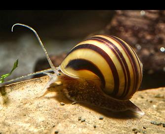 LUMACHE tropicali e da esterno