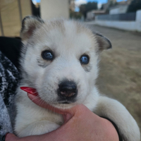 Husky Siberian