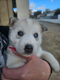 Husky Siberian