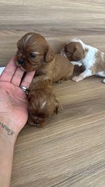 Cavalier King con pedigree disponibili