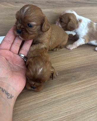 Cavalier King con pedigree disponibili