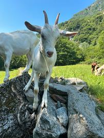 Capretta razza da latte