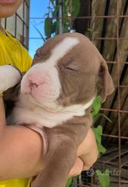Cucciola di pitbull