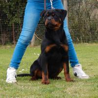Rottweiler cucciola