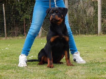 Rottweiler cucciola
