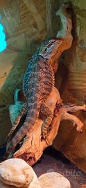 Drago barbuto morph