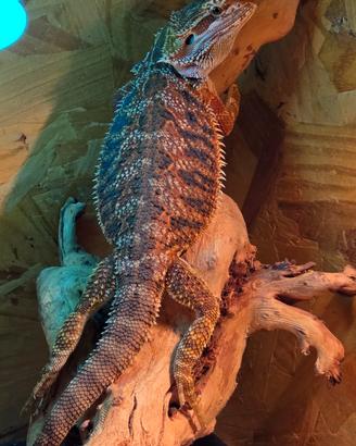 Drago barbuto morph