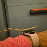 Insetti stecco equatoriali