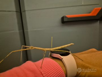 Insetti stecco equatoriali