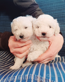 Cucciole di barboncino bianche