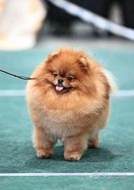 Spitz TOY zwergspitz ACCOPPIAMENTO monta 2kg