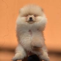 Spitz di pomerania