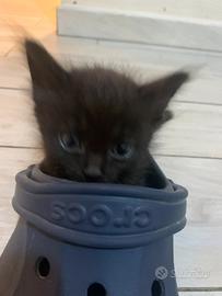 Gattine dolcissime già svezzate