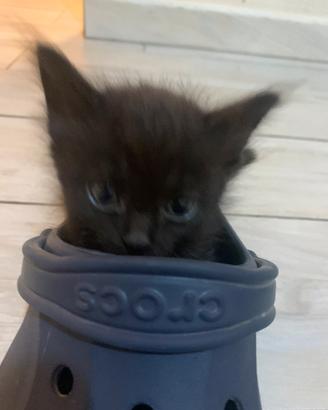 Gattine dolcissime già svezzate