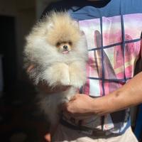 Spitz Nano (Pomerania) con Pedigree