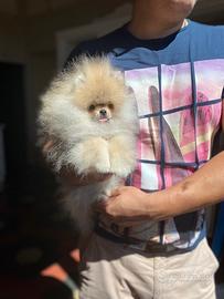 Spitz Nano (Pomerania) con Pedigree